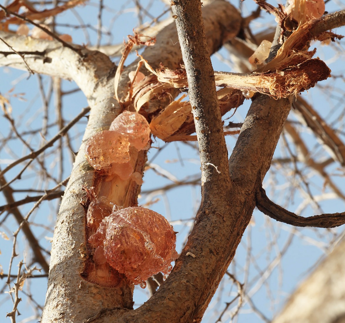 gum-acacia-tree